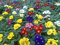 Primule la ghiveci de  3,5 lei de la producator