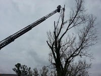 Toaletari arbori Constanta