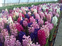 Zambile la ghiveci  direct producator