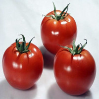 Seminte tomate Belle F1