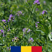 Seminte lucerna dobrogea C1