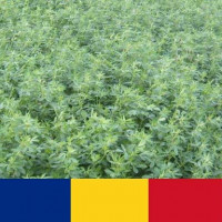 Seminte lucerna Roxana C1 drajata