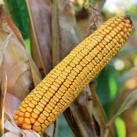 Porumb hibrid Golden West GW 3808 (FAO 350)