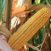 Porumb hibrid Golden West GW 9003 (FAO 370)