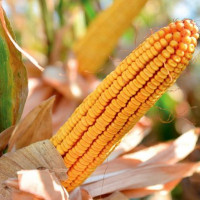 Porumb hibrid Golden West GW 2122 (FAO 330)