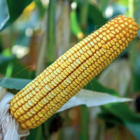 Porumb hibrid Golden West GW 4627 (FAO 550)