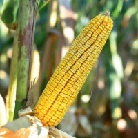 Porumb hibrid Golden West GW 0185 (FAO 580)