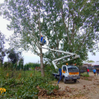 Toaletarea arborilor cu alpinisti utilitari