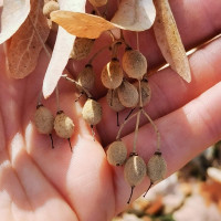 Vindem seminte de tei cordata si tomentos