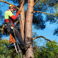 Alpinism Utilitar Toaletari Arbori/Copaci