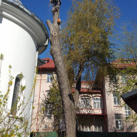 Defrisare si toaletare arbori