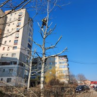 TOALETARE ARBORI BUCURESTI SI ILFOV – A.U.R. ALPIN MEDIA