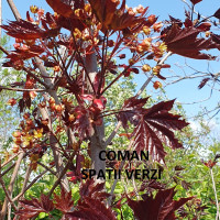 Acer platanoides Royal Burgundii, h= ~2 m