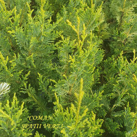 Cupressocyparis Leylandii Castlewellan, h= 25-40 cm