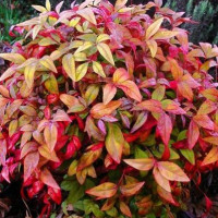 Nandina domestica "Firepower", h= 20-30 cm