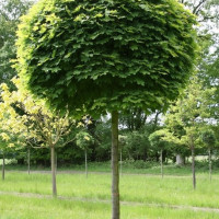 Acer platanoides Globosum, h= ~3 m