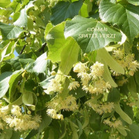 Tilia cordata (tei), h= 170-200 cm