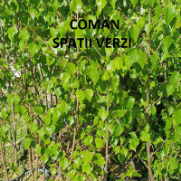 Betula pendula (mesteacan alb), h= 150-200 cm