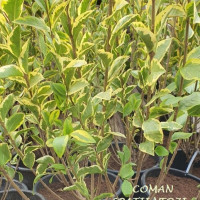 Ligustrum ovalifolium Aureum, h= 40-80 cm