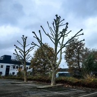 🌳 TOALETARE SI INTRETINERE COPACI – PROFESIONAL SI RAPID!