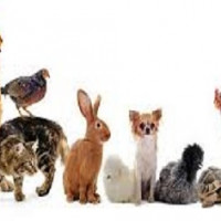 Hrana si Accesorii, pentru animalute de companie, Pasari exotice, Rozatoare, Acvaristica si Furaje Animale Ferma