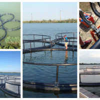 Viviere plutitoare (flotabile)