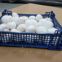 FURNIZOR CHAMPIGNON