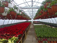 Flori muscate curgatoare