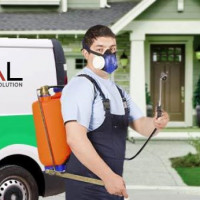 Oferim servicii profesionale de dezinsectie, deratizare si dezinfectie.