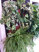 Intretinere plante de interior - Plante Exotice