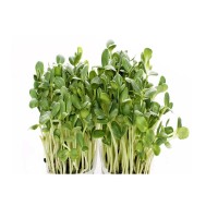 Microplante Iasi Floarea Soarelui