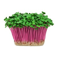 Microplante Iasi Ridiche Coral