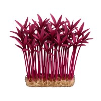 Microplante Iasi Amarant Rosu