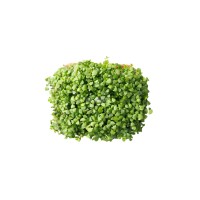 Microplante Iasi Busuioc Verde