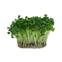 Microplante Iasi Ridiche Daikon