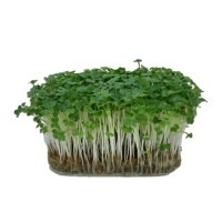 Microplante Iasi Rucola