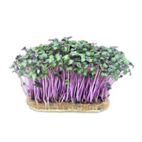 Microplante Iasi Varza Rosie