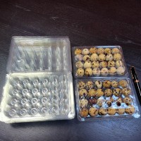 Caserole cofraje 12, 21, 24 si 30 oua prepelite