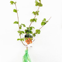 Puieti  alun, plante de alun