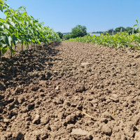 Puieti nuci Chandler