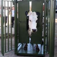 Cantar electronic cu sistem de contentie pentru animale mari