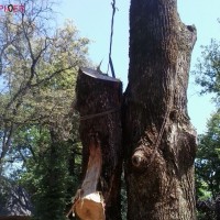 Toaletarea arborilor cu alpinisti utilitari