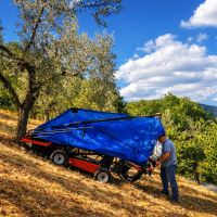 Utilaj autopropulsat cu umbrela colectoare recoltat alune nuci migdale