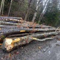 Lemn de foc esenta fag