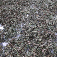Urzica moarta cu floarea alba