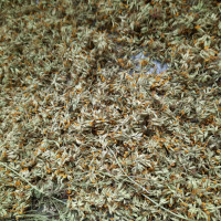 Ciubotica cucului