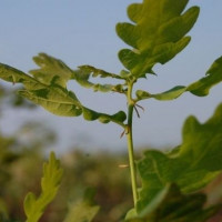 Puieti forestieri de vanzare