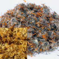 Arnica montana