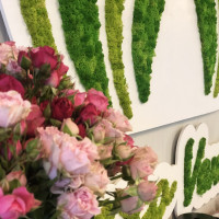 Plante Decorative Ilfov Flori En Gros Ilfov Fresco Verde