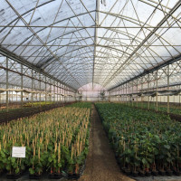 SC QUALITY GREEN PLANT SRL